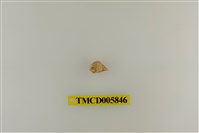 藏品(灰白陸寄居蟹)的圖片